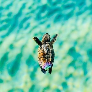 Meet your Posher, Janessa